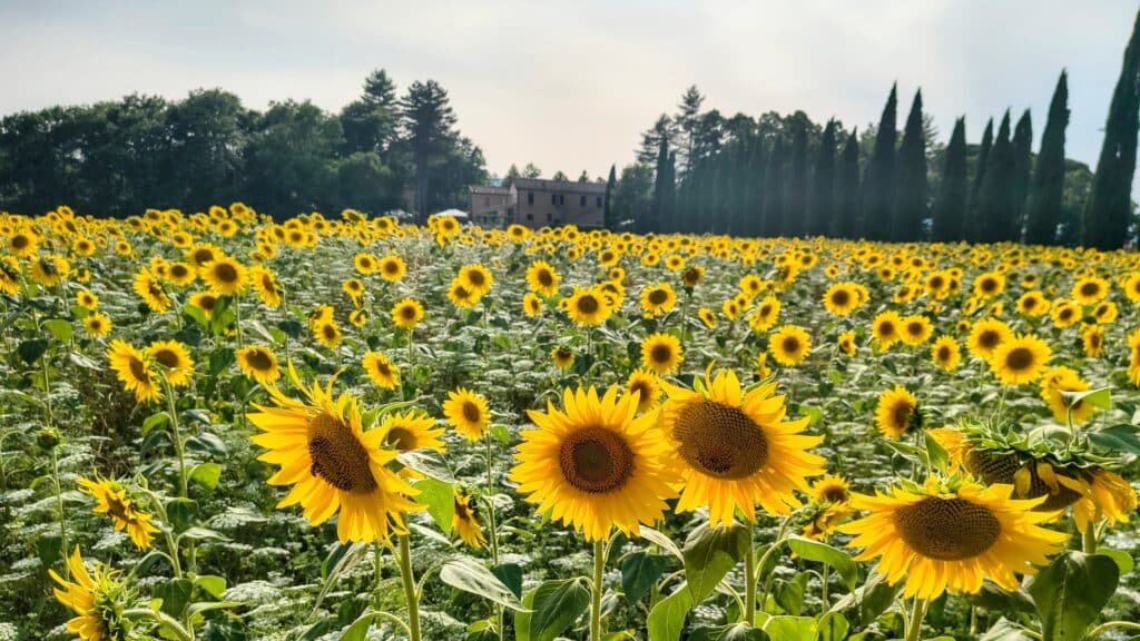 Zonnebloemenveld in het Toscaanse landschap op een zomerdag.